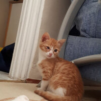 Soke, Kedi  phoebe ve faruk fotoğrafı