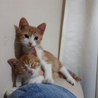 Soke, Kedi  phoebe ve faruk fotoğrafı