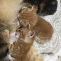 Tekir Kedi, Kedi  Sarman kardeşler fotoğrafı