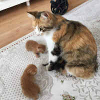 Tekir Kedi, Kedi  Sarman kardeşler fotoğrafı