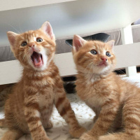 Tekir Kedi, Kedi  Sarman kardeşler fotoğrafı