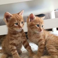 Tekir Kedi, Kedi  Sarman kardeşler fotoğrafı