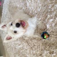 West Highland White Terrier, Köpek  MİNDA fotoğrafı