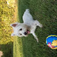 West Highland White Terrier, Köpek  MİNDA fotoğrafı