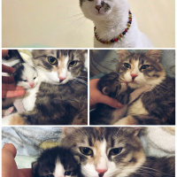 Tekir Kedi, Kedi  Lokum fotoğrafı