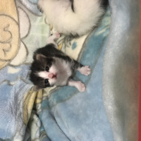 Tekir Kedi, Kedi  Lokum fotoğrafı