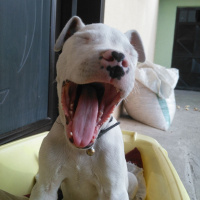 Dogo Arjantin, Köpek  Alice fotoğrafı