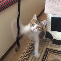 Tekir Kedi, Kedi  Limon fotoğrafı