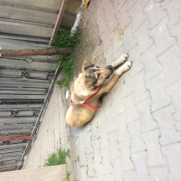 Kangal, Köpek  Duman fotoğrafı