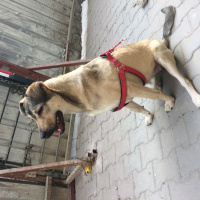 Kangal, Köpek  Duman fotoğrafı