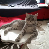 British Shorthair, Kedi  Bambu fotoğrafı