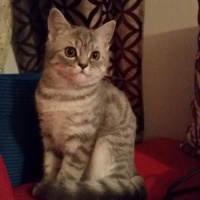 British Shorthair, Kedi  Bambu fotoğrafı