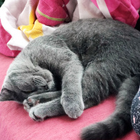 Scottish Fold, Kedi  çiçek fotoğrafı