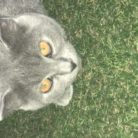 Scottish Fold, Kedi  çiçek fotoğrafı