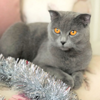 Scottish Fold, Kedi  çiçek fotoğrafı