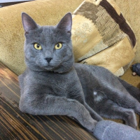 British Shorthair, Kedi  Duman fotoğrafı