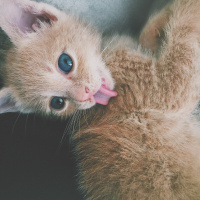 Tekir Kedi, Kedi  Luckyy fotoğrafı