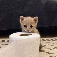 Tekir Kedi, Kedi  Luckyy fotoğrafı