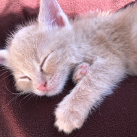 Tekir Kedi, Kedi  Luckyy fotoğrafı