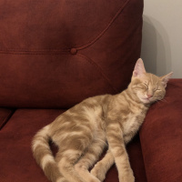Tekir Kedi, Kedi  Luckyy fotoğrafı