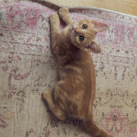 Tekir Kedi, Kedi  Luckyy fotoğrafı