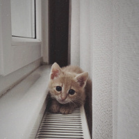 Tekir Kedi, Kedi  Luckyy fotoğrafı