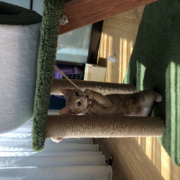 Tekir Kedi, Kedi  Luckyy fotoğrafı