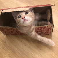 Tekir Kedi, Kedi  Luckyy fotoğrafı