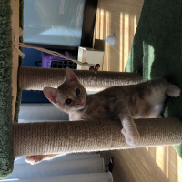 Tekir Kedi, Kedi  Luckyy fotoğrafı