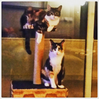 Tekir Kedi, Kedi  Balım    ve  Karam fotoğrafı