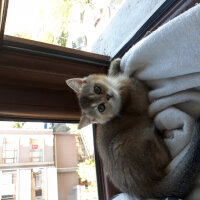 British Shorthair, Kedi  Tombik fotoğrafı