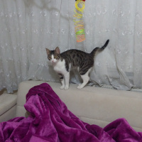 Tekir Kedi, Kedi  Zilli fotoğrafı