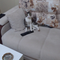 Tekir Kedi, Kedi  Zilli fotoğrafı