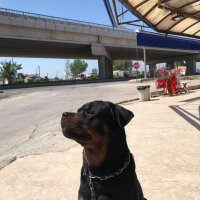 Rottweiler, Köpek  Bulut fotoğrafı