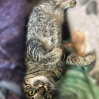 Tekir Kedi, Kedi  Arya fotoğrafı