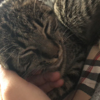 Tekir Kedi, Kedi  Arya fotoğrafı