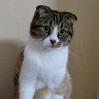 Scottish Fold, Kedi  Jelibon fotoğrafı