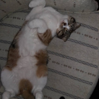 Scottish Fold, Kedi  Jelibon fotoğrafı