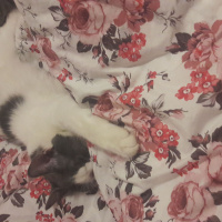 Tekir Kedi, Kedi  Mantar fotoğrafı