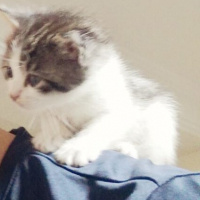 Tekir Kedi, Kedi  Minnak fotoğrafı