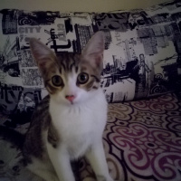 Tekir Kedi, Kedi  Minnak fotoğrafı