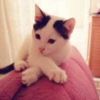 Tekir Kedi, Kedi  Minnak fotoğrafı