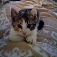 Tekir Kedi, Kedi  Minnak fotoğrafı