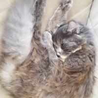 Tekir Kedi, Kedi  Çapul fotoğrafı