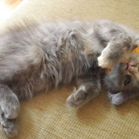 Tekir Kedi, Kedi  Çapul fotoğrafı