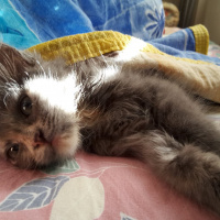 Tekir Kedi, Kedi  Çapul fotoğrafı