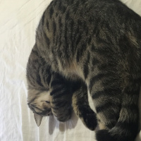 Tekir Kedi, Kedi  Kamyon fotoğrafı