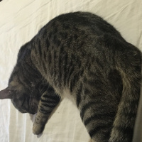 Tekir Kedi, Kedi  Kamyon fotoğrafı