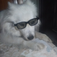 Samoyed, Köpek  Ares fotoğrafı