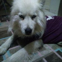 Samoyed, Köpek  Ares fotoğrafı